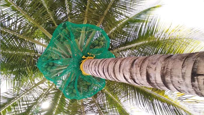 Coconut Tree Safety Nets in bangalore